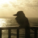 Coastal Dweller on WordPress and Twitter