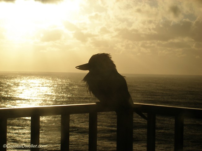 Early morning kookaburra
