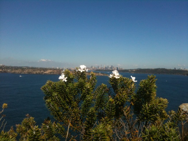 Spring flowers at North Head